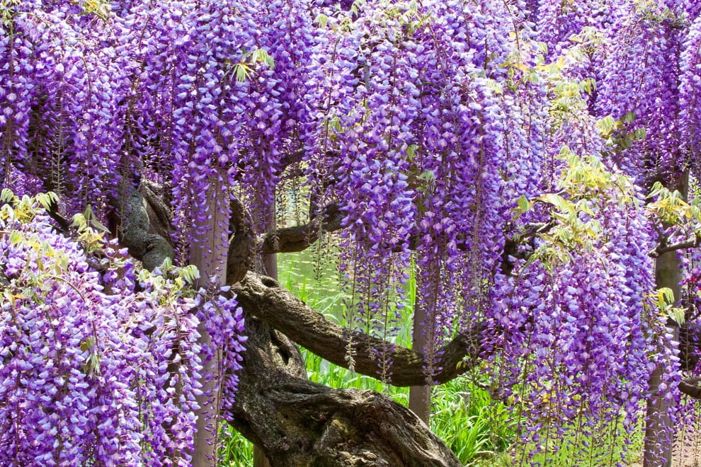Глициния с лиловым и нежно фиолетовым цветом является наиболее популярной для выращивания в наших широтах