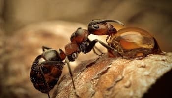 борьба с муравьями